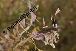 Gewöhnliches Hirtentäschel, Hirten-Täschelkraut, Capsella bursa-pastoris, Brassicaceae, Capsella bursa-pastoris, Gewöhnliches Hirtentäschel, Hirten-Täschelkraut, Habitus blühend und fruchtend Kauf von 00452_capsella_bursapastoris_dsc_1314.jpg