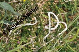 Gewöhnliches Hirtentäschel, Hirten-Täschelkraut, Capsella bursa-pastoris, Brassicaceae, Capsella bursa-pastoris, Gewöhnliches Hirtentäschel, Hirten-Täschelkraut, Habitus blühend und fruchtend Kauf von 00452_capsella_bursapastoris_dsc_1851.jpg