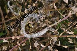 Gewöhnliches Hirtentäschel, Hirten-Täschelkraut, Capsella bursa-pastoris, Brassicaceae, Capsella bursa-pastoris, Gewöhnliches Hirtentäschel, Hirten-Täschelkraut, Habitus blühend und fruchtend Kauf von 00452_capsella_bursapastoris_dsc_1852.jpg