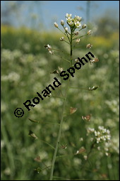 Gewöhnliches Hirtentäschel, Hirten-Täschelkraut, Capsella bursa-pastoris, Brassicaceae, Capsella bursa-pastoris, Gewöhnliches Hirtentäschel, Hirten-Täschelkraut, Habitus blühend und fruchtend Kauf von 00452capsella_bursa-pastorisimg_1656.jpg