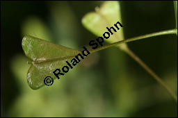 Gewöhnliches Hirtentäschel, Hirten-Täschelkraut, Capsella bursa-pastoris, Brassicaceae, Capsella bursa-pastoris, Gewöhnliches Hirtentäschel, Hirten-Täschelkraut, Habitus blühend und fruchtend Kauf von 00452capsella_bursa-pastorisimg_6688.jpg