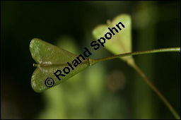 Gewöhnliches Hirtentäschel, Hirten-Täschelkraut, Capsella bursa-pastoris, Brassicaceae, Capsella bursa-pastoris, Gewöhnliches Hirtentäschel, Hirten-Täschelkraut, Habitus blühend und fruchtend Kauf von 00452capsella_bursa-pastorisimg_6689.jpg