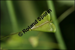 Gewöhnliches Hirtentäschel, Hirten-Täschelkraut, Capsella bursa-pastoris, Brassicaceae, Capsella bursa-pastoris, Gewöhnliches Hirtentäschel, Hirten-Täschelkraut, Habitus blühend und fruchtend Kauf von 00452capsella_bursa-pastorisimg_6690.jpg