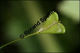 Gewhnliches Hirtentschel, Hirten-Tschelkraut, Capsella bursa-pastoris, Brassicaceae, Capsella bursa-pastoris, Gewhnliches Hirtentschel, Hirten-Tschelkraut, Habitus blhend und fruchtend Kauf von 00452capsella_bursa-pastorisimg_6691.jpg