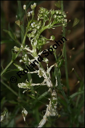 Gewöhnliches Hirtentäschel, Hirten-Täschelkraut, Capsella bursa-pastoris, Brassicaceae, Capsella bursa-pastoris, Gewöhnliches Hirtentäschel, Hirten-Täschelkraut, Habitus blühend und fruchtend Kauf von 00452capsella_bursapastoris_albugo_candidaimg_3675.jpg