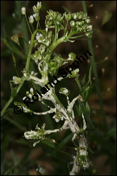 Gewöhnliches Hirtentäschel, Hirten-Täschelkraut, Capsella bursa-pastoris, Brassicaceae, Capsella bursa-pastoris, Gewöhnliches Hirtentäschel, Hirten-Täschelkraut, Habitus blühend und fruchtend Kauf von 00452capsella_bursapastoris_albugo_candidaimg_3676.jpg