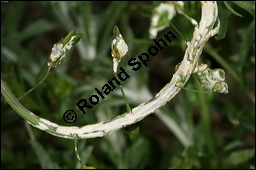 Gewöhnliches Hirtentäschel, Hirten-Täschelkraut, Capsella bursa-pastoris, Brassicaceae, Capsella bursa-pastoris, Gewöhnliches Hirtentäschel, Hirten-Täschelkraut, Habitus blühend und fruchtend Kauf von 00452capsella_bursapastoris_albugo_candidaimg_3677.jpg