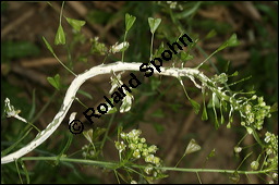 Gewöhnliches Hirtentäschel, Hirten-Täschelkraut, Capsella bursa-pastoris, Brassicaceae, Capsella bursa-pastoris, Gewöhnliches Hirtentäschel, Hirten-Täschelkraut, Habitus blühend und fruchtend Kauf von 00452capsella_bursapastoris_albugo_candidaimg_3680.jpg