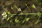 Gewöhnliches Hirtentäschel, Hirten-Täschelkraut, Capsella bursa-pastoris, Brassicaceae, Capsella bursa-pastoris, Gewöhnliches Hirtentäschel, Hirten-Täschelkraut, Habitus blühend und fruchtend Kauf von 00452capsella_bursapastorisimg_2361.jpg