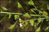 Gewöhnliches Hirtentäschel, Hirten-Täschelkraut, Capsella bursa-pastoris, Brassicaceae, Capsella bursa-pastoris, Gewöhnliches Hirtentäschel, Hirten-Täschelkraut, Habitus blühend und fruchtend Kauf von 00452capsella_bursapastorisimg_2362.jpg