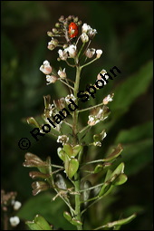 Gewöhnliches Hirtentäschel, Hirten-Täschelkraut, Capsella bursa-pastoris, Brassicaceae, Capsella bursa-pastoris, Gewöhnliches Hirtentäschel, Hirten-Täschelkraut, Habitus blühend und fruchtend Kauf von 00452capsella_bursapastorisimg_2883.jpg