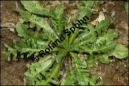 Gewöhnliches Hirtentäschel, Hirten-Täschelkraut, Capsella bursa-pastoris, Brassicaceae, Capsella bursa-pastoris, Gewöhnliches Hirtentäschel, Hirten-Täschelkraut, Habitus blühend und fruchtend Kauf von 00452capsella_bursapastorisimg_2884.jpg