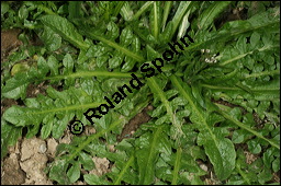 Gewöhnliches Hirtentäschel, Hirten-Täschelkraut, Capsella bursa-pastoris, Brassicaceae, Capsella bursa-pastoris, Gewöhnliches Hirtentäschel, Hirten-Täschelkraut, Habitus blühend und fruchtend Kauf von 00452capsella_bursapastorisimg_2890.jpg