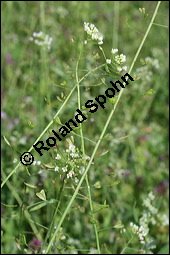 Gewöhnliches Hirtentäschel, Hirten-Täschelkraut, Capsella bursa-pastoris, Brassicaceae, Capsella bursa-pastoris, Gewöhnliches Hirtentäschel, Hirten-Täschelkraut, Habitus blühend und fruchtend Kauf von 00452capsella_bursapastorisimg_4260.jpg