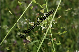 Gewöhnliches Hirtentäschel, Hirten-Täschelkraut, Capsella bursa-pastoris, Brassicaceae, Capsella bursa-pastoris, Gewöhnliches Hirtentäschel, Hirten-Täschelkraut, Habitus blühend und fruchtend Kauf von 00452capsella_bursapastorisimg_4261.jpg