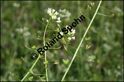 Gewöhnliches Hirtentäschel, Hirten-Täschelkraut, Capsella bursa-pastoris, Brassicaceae, Capsella bursa-pastoris, Gewöhnliches Hirtentäschel, Hirten-Täschelkraut, Habitus blühend und fruchtend Kauf von 00452capsella_bursapastorisimg_4262.jpg