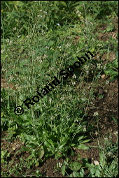 Gewhnliches Hirtentschel, Hirten-Tschelkraut, Capsella bursa-pastoris, Brassicaceae, Capsella bursa-pastoris, Gewhnliches Hirtentschel, Hirten-Tschelkraut, Habitus blhend und fruchtend Kauf von 00452capsella_bursapastorisimg_4294.jpg