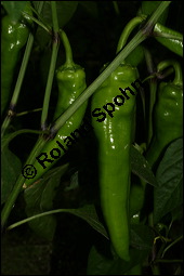 Paprika, Peperoni, Capsicum annuum, Solanaceae, Capsicum annuum, Paprika, Peperoni, Schotenpfeffer, Spanischer Pfeffer, Blühend Kauf von 00453capsicum_annuumimg_3567.jpg