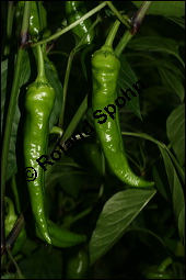 Paprika, Peperoni, Capsicum annuum, Solanaceae, Capsicum annuum, Paprika, Peperoni, Schotenpfeffer, Spanischer Pfeffer, Blühend Kauf von 00453capsicum_annuumimg_3568.jpg