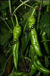 Paprika, Peperoni, Capsicum annuum, Solanaceae, Capsicum annuum, Paprika, Peperoni, Schotenpfeffer, Spanischer Pfeffer, Blühend Kauf von 00453capsicum_annuumimg_3569.jpg