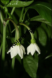 Paprika, Peperoni, Capsicum annuum, Solanaceae, Capsicum annuum, Paprika, Peperoni, Schotenpfeffer, Spanischer Pfeffer, Blhend Kauf von 00453capsicum_annuumimg_3570.jpg