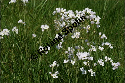 Wiesen-Schaumkraut, Cardamine pratensis Kauf von 00454cardamine_pratensisimg_7111.jpg