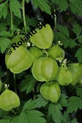 Blasen-Herzsame, Ballonrebe, Ballonpflanze, Ballonwein, Cardiospermum halicacabum, Sapindaceae, Cardiospermum halicacabum, Blasen-Herzsame, Ballonrebe, Ballonpflanze, Ballonwein, Blühend und unreif fruchtend Kauf von 00455_cardiospermum_halicacabum_dsc_6903.jpg