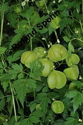 Blasen-Herzsame, Ballonrebe, Ballonpflanze, Ballonwein, Cardiospermum halicacabum, Sapindaceae, Cardiospermum halicacabum, Blasen-Herzsame, Ballonrebe, Ballonpflanze, Ballonwein, Blühend und unreif fruchtend Kauf von 00455_cardiospermum_halicacabum_dsc_6906.jpg