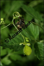 Blasen-Herzsame, Ballonrebe, Ballonpflanze, Ballonwein, Cardiospermum halicacabum, Sapindaceae, Cardiospermum halicacabum, Blasen-Herzsame, Ballonrebe, Ballonpflanze, Ballonwein, Blühend und unreif fruchtend Kauf von 00455cardiospermum_halicacabumimg_8784.jpg