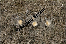 Silberdistel, Wetterdistel, Eberwurz, Carlina acaulis, Asteraceae, Carlina acaulis, Silberdistel, Wetterdistel, Eberwurz, fruchtend Kauf von 00457carlina_acaulisimg_5459.jpg