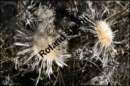 Silberdistel, Wetterdistel, Eberwurz, Carlina acaulis, Asteraceae, Carlina acaulis, Silberdistel, Wetterdistel, Eberwurz, fruchtend Kauf von 00457carlina_acaulisimg_5460.jpg