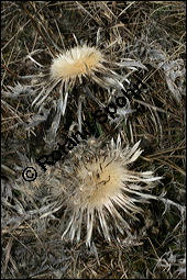 Silberdistel, Wetterdistel, Eberwurz, Carlina acaulis, Asteraceae, Carlina acaulis, Silberdistel, Wetterdistel, Eberwurz, fruchtend Kauf von 00457carlina_acaulisimg_5462.jpg