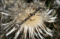 Silberdistel, Wetterdistel, Eberwurz, Carlina acaulis, Asteraceae, Carlina acaulis, Silberdistel, Wetterdistel, Eberwurz, fruchtend Kauf von 00457carlina_acaulisimg_5463.jpg