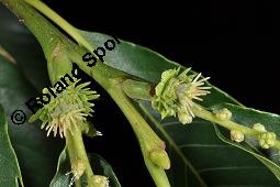 Esskastanie, Marone, Castanea sativa, Fagaceae, Castanea sativa, Esskastanie, Edelkastanie, Marone, Blatt, Herbstfärbung Kauf von 00463_castanea_sativa_dsc_2195.jpg
