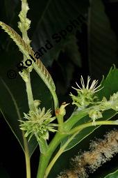 Esskastanie, Marone, Castanea sativa, Fagaceae, Castanea sativa, Esskastanie, Edelkastanie, Marone, Blatt, Herbstfärbung Kauf von 00463_castanea_sativa_dsc_2196.jpg
