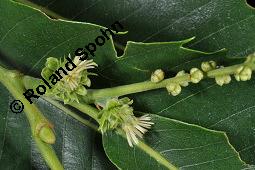 Esskastanie, Marone, Castanea sativa, Fagaceae, Castanea sativa, Esskastanie, Edelkastanie, Marone, Blatt, Herbstfärbung Kauf von 00463_castanea_sativa_dsc_2198.jpg