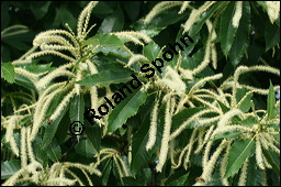 Esskastanie, Marone, Castanea sativa, Fagaceae, Castanea sativa, Esskastanie, Edelkastanie, Marone, Blatt, Herbstfärbung Kauf von 00463castanea_sativaimg_2481.jpg