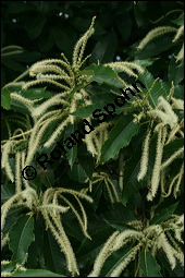 Esskastanie, Marone, Castanea sativa, Fagaceae, Castanea sativa, Esskastanie, Edelkastanie, Marone, Blatt, Herbstfärbung Kauf von 00463castanea_sativaimg_2482.jpg