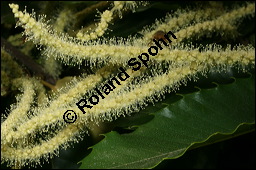 Esskastanie, Marone, Castanea sativa, Fagaceae, Castanea sativa, Esskastanie, Edelkastanie, Marone, Blatt, Herbstfärbung Kauf von 00463castanea_sativaimg_2484.jpg