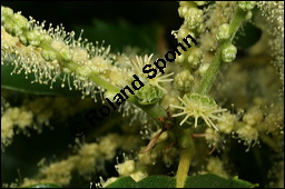 Esskastanie, Marone, Castanea sativa, Fagaceae, Castanea sativa, Esskastanie, Edelkastanie, Marone, Blatt, Herbstfärbung Kauf von 00463castanea_sativaimg_2485.jpg