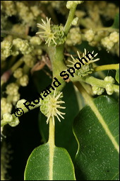 Esskastanie, Marone, Castanea sativa, Fagaceae, Castanea sativa, Esskastanie, Edelkastanie, Marone, Blatt, Herbstfrbung Kauf von 00463castanea_sativaimg_2486.jpg