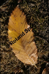 Esskastanie, Marone, Castanea sativa, Fagaceae, Castanea sativa, Esskastanie, Edelkastanie, Marone, Blatt, Herbstfärbung Kauf von 00463castanea_sativaimg_4540.jpg