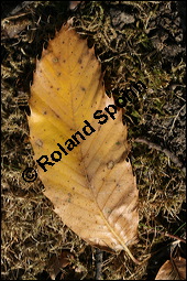 Esskastanie, Marone, Castanea sativa, Fagaceae, Castanea sativa, Esskastanie, Edelkastanie, Marone, Blatt, Herbstfärbung Kauf von 00463castanea_sativaimg_4541.jpg