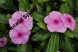 Madagaskar-Immergrn, Catharanthus roseus, Apocynaceae, Catharanthus roseus, Vinca rosea, Madagaskar-Immergrn, Blhend Kauf von 00464_catharanthus_roseus_dsc_4327.jpg