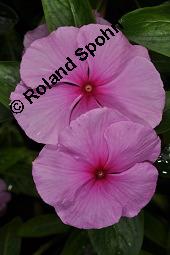 Madagaskar-Immergrn, Catharanthus roseus, Apocynaceae, Catharanthus roseus, Vinca rosea, Madagaskar-Immergrn, Blhend Kauf von 00464_catharanthus_roseus_dsc_4328.jpg