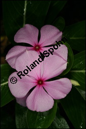 Madagaskar-Immergrn, Catharanthus roseus, Apocynaceae, Catharanthus roseus, Vinca rosea, Madagaskar-Immergrn, Blhend Kauf von 00464catharanthus_roseusimg_2955.jpg