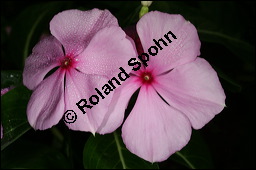 Madagaskar-Immergrün, Catharanthus roseus, Apocynaceae, Catharanthus roseus, Vinca rosea, Madagaskar-Immergrün, Blühend Kauf von 00464catharanthus_roseusimg_2960.jpg