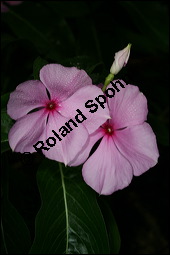 Madagaskar-Immergrün, Catharanthus roseus, Apocynaceae, Catharanthus roseus, Vinca rosea, Madagaskar-Immergrün, Blühend Kauf von 00464catharanthus_roseusimg_2961.jpg