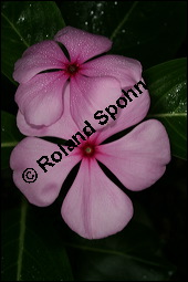 Madagaskar-Immergrün, Catharanthus roseus, Apocynaceae, Catharanthus roseus, Vinca rosea, Madagaskar-Immergrün, Blühend Kauf von 00464catharanthus_roseusimg_2962.jpg