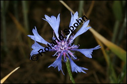 Kornblume, Centaurea cyanus und Gerste, Hordeum vulgare, Asteraceae, Centaurea cyanus, Kornblume, Blhend Kauf von 00468centaurea_cyanusimg_2452.jpg